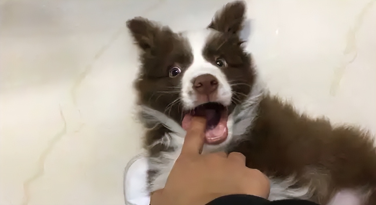 边境牧羊犬为什么贵,边境牧羊犬为什么弃养率很高