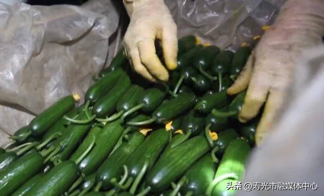 山东寿光高效农业发展情况,寿光农业农村2022年发展