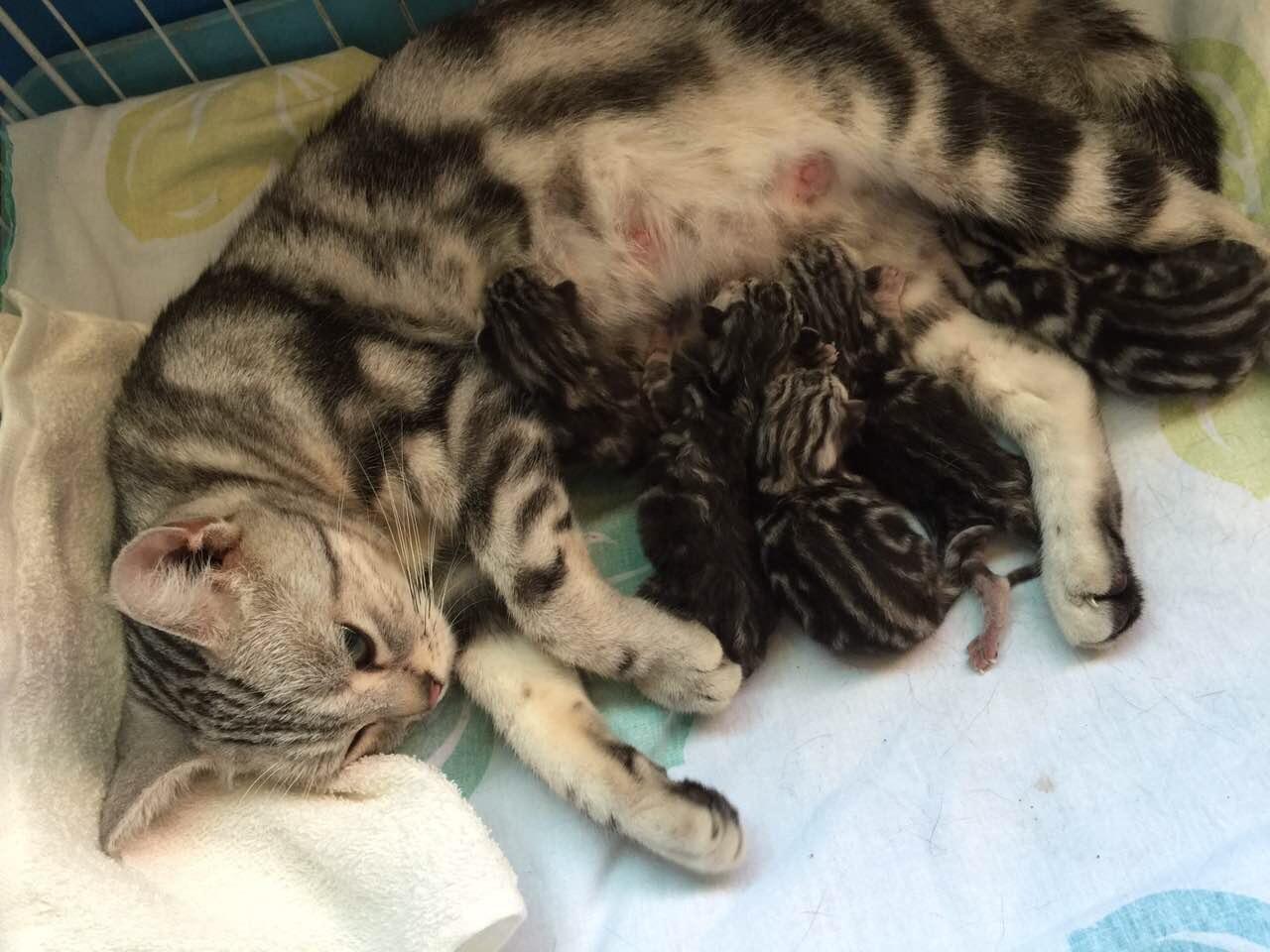 母猫妇科病怎么治,幼猫常见的疾病及治疗方法