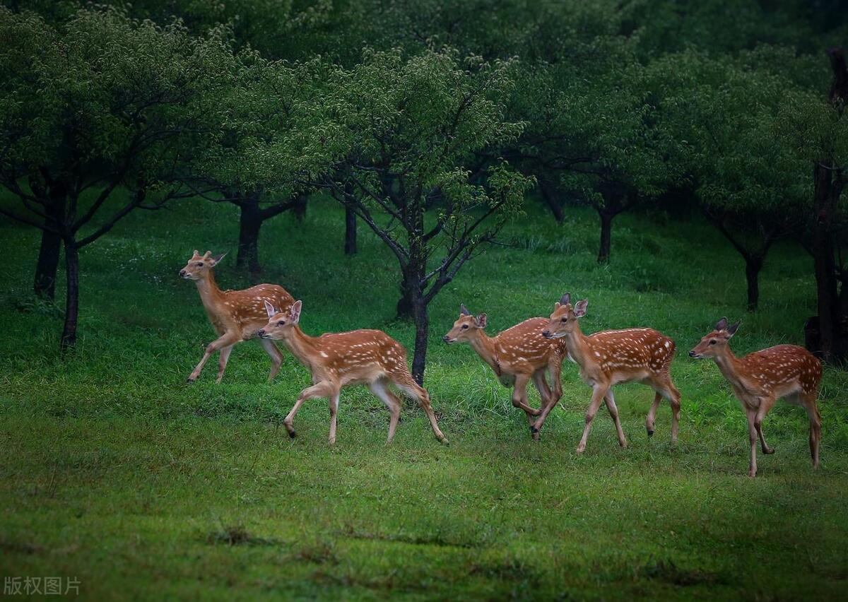 梅花鹿的养殖技术与管理技术,梅花鹿养殖技术