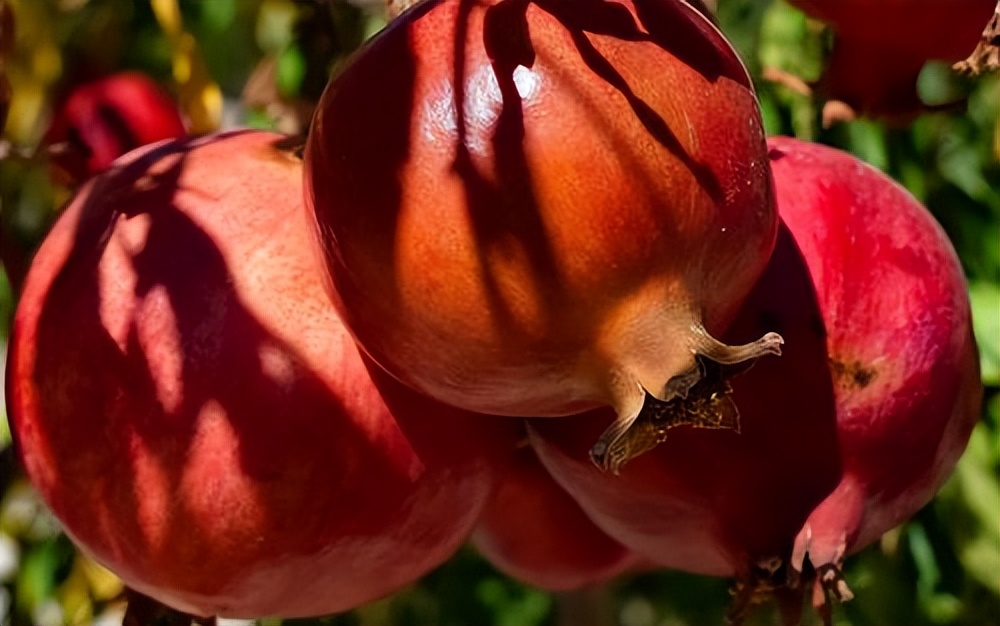 石榴酵素要发酵多久,石榴酵素成功后的样子