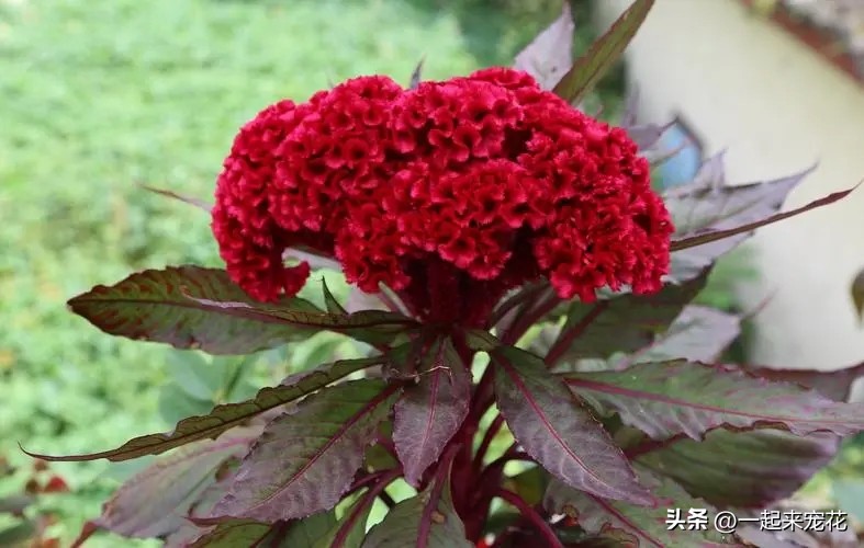 最适合新手养的4种花漂亮极了,新手适合养的10种花花期长