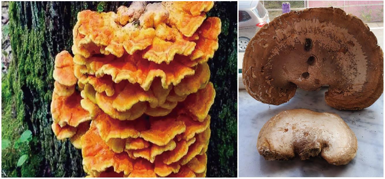 灵芝野生的好还是种植的好啊,野生灵芝品种哪些药用价值好