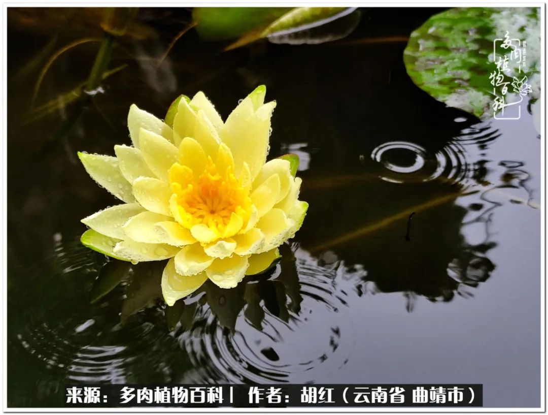 多肉植物里的糖,多肉生活的调味剂