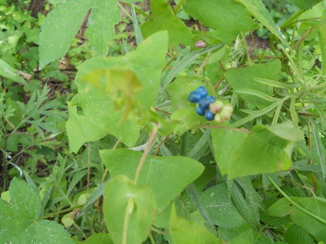 农村13道特色美食,13道农村特色美食