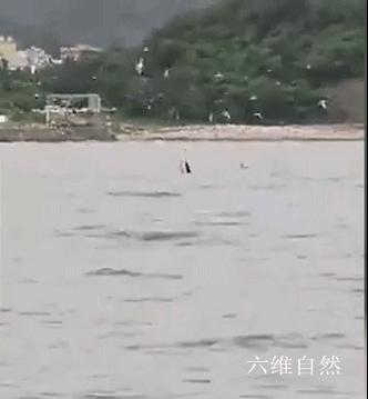 座头鲸张开大嘴捕食,鲸鱼吃巨鲸