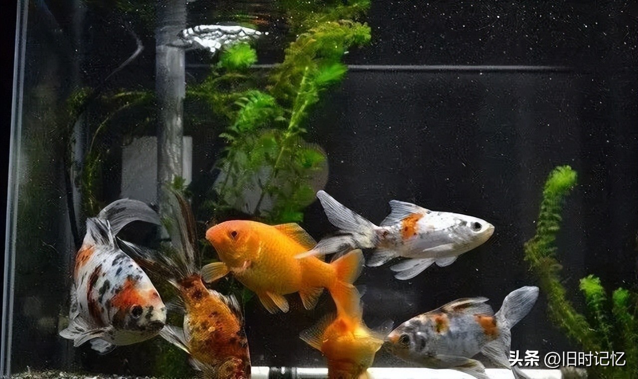 蝶尾金鱼怎么养,龙睛金鱼怎么养