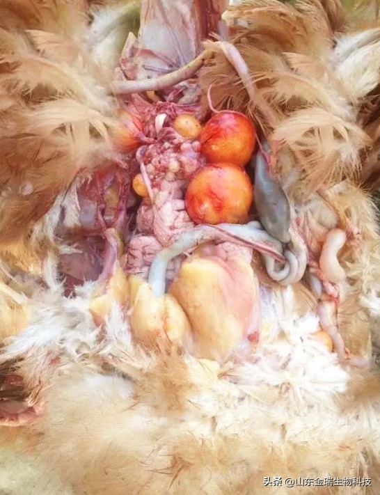 鸡光吃不长肉是什么原因,鸡不长肉怎么办