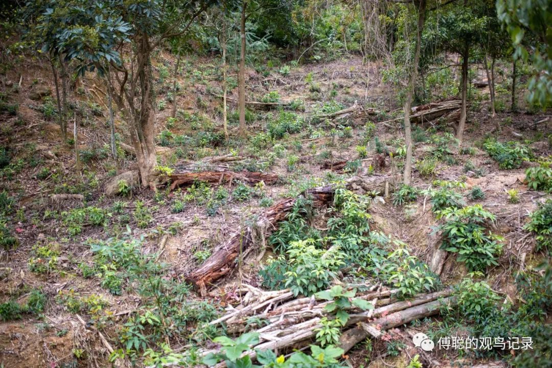 厦门天竺山森林公园旅游攻略,厦门天竺山森林公园步道
