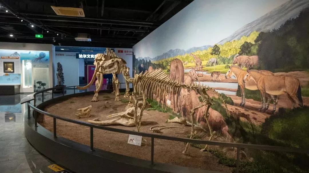 相约博物馆的感受,古生物博物馆南京