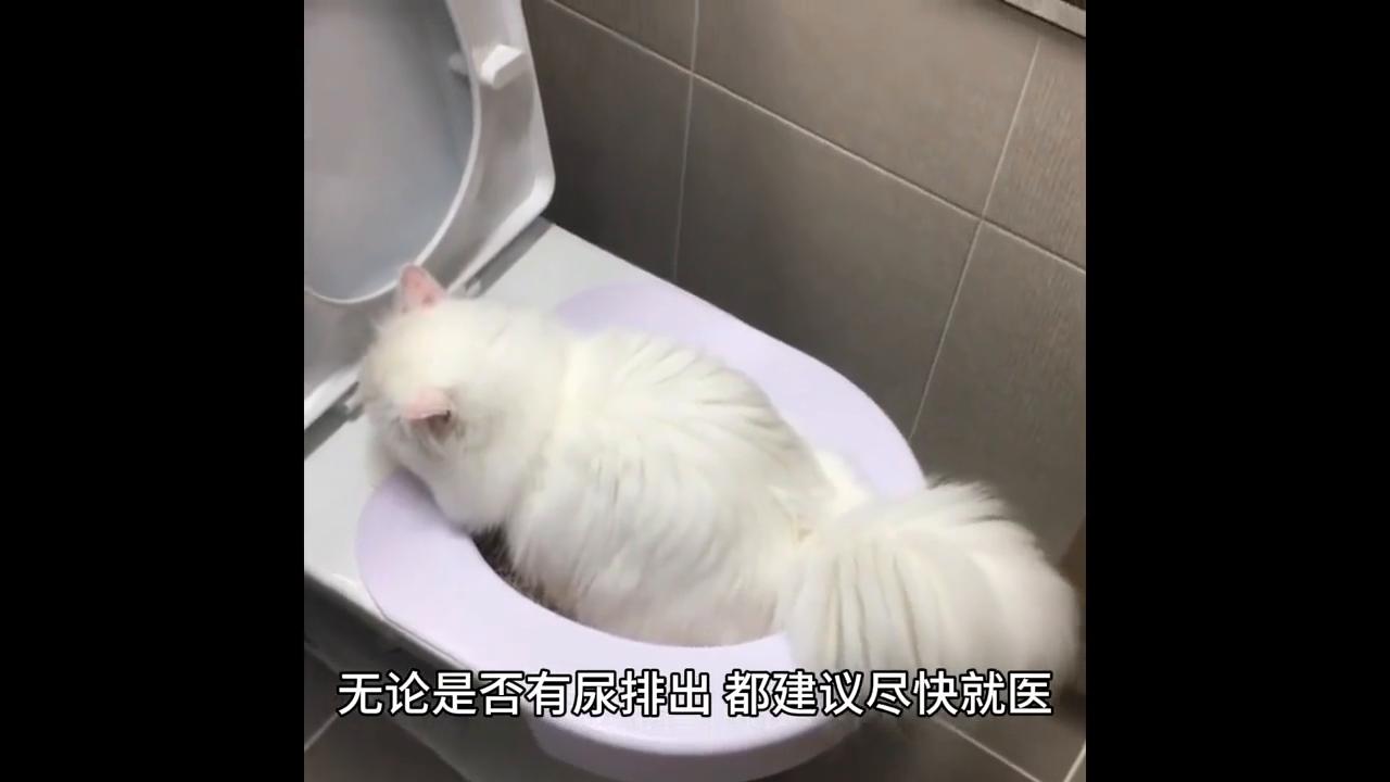 观察猫咪的一天,观察猫咪的成长变化