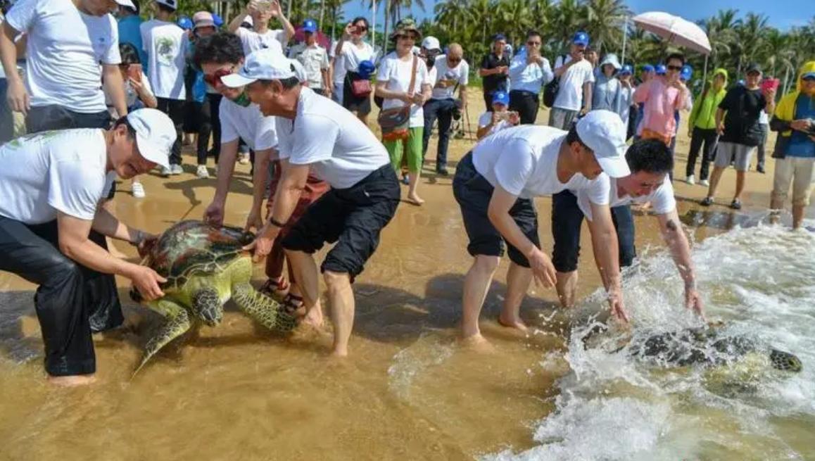 灵隐寺旁现大量乌龟死亡,投毒杭州事件