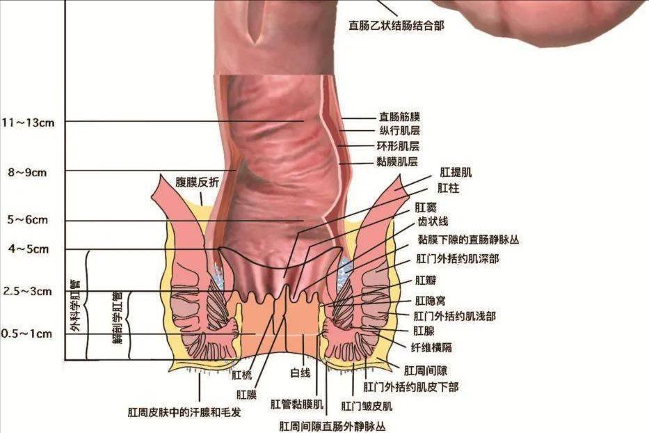专家总结治疗肛裂的最佳治疗方式,治疗肛裂生肌的药