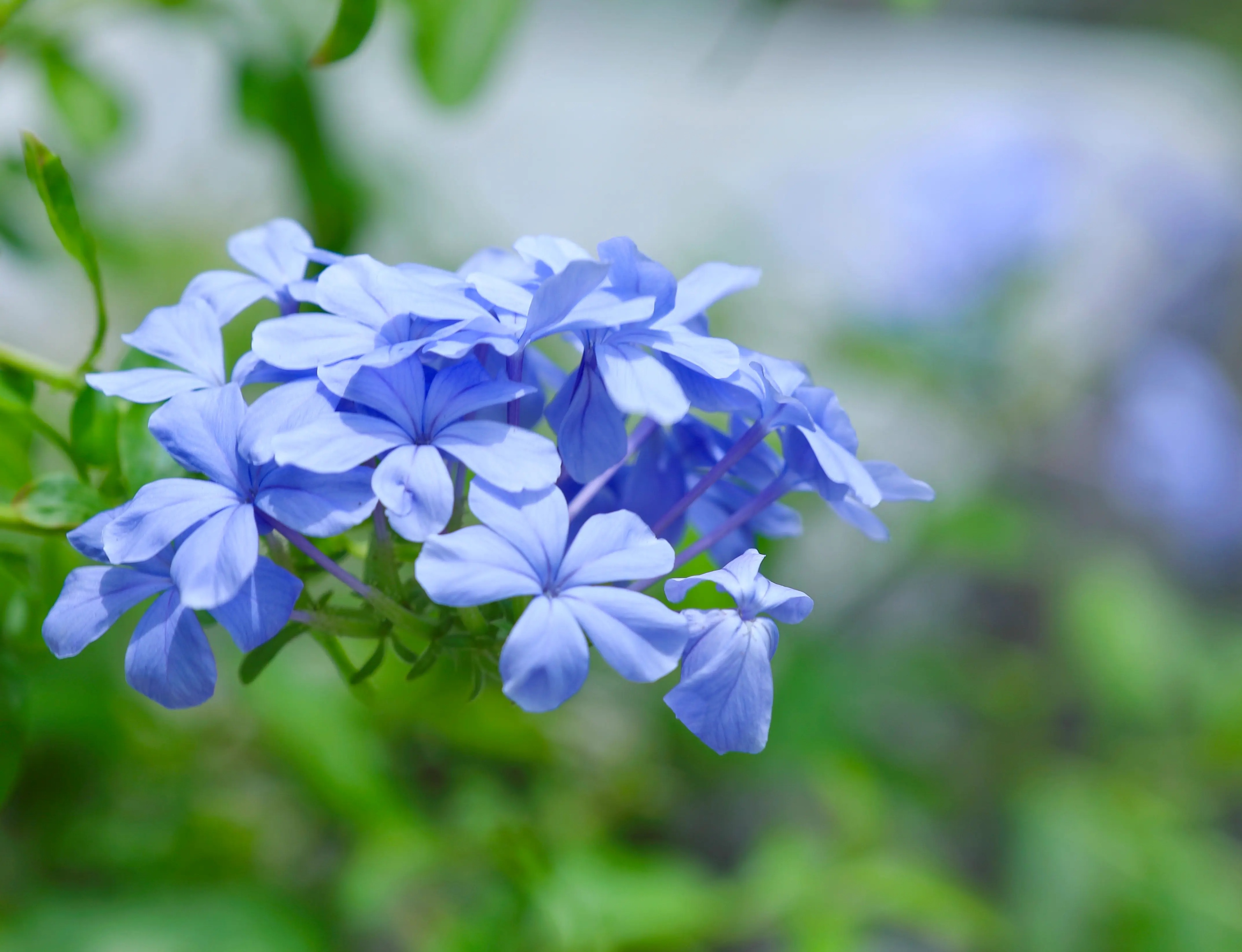 春季最好养的盆栽花卉图片,春季户外花园适合种植的花卉