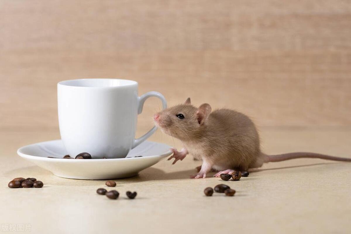 家里老鼠怎么消灭最彻底,家里的老鼠怎么能赶走