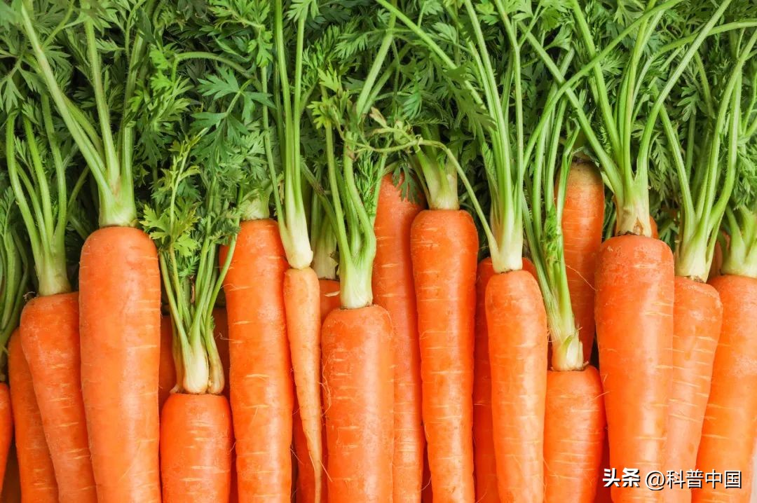 荷兰几次无缘世界杯,荷兰缺席几届世界杯了