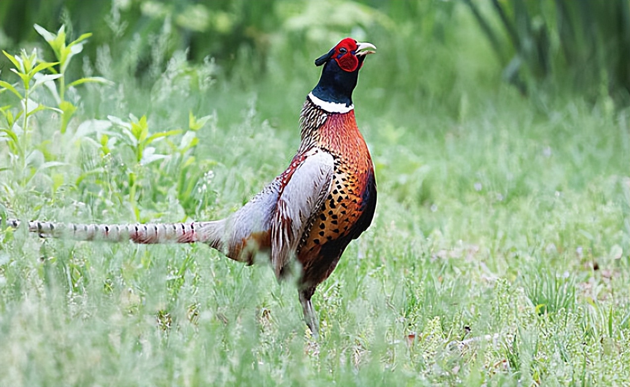 最新实用养鸡技术,30秒学会养鸡秘方
