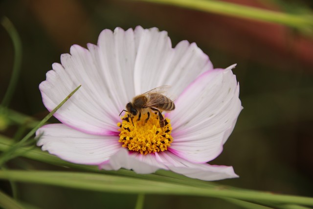 紫薇都市田园直播,紫薇都市田园好玩吗