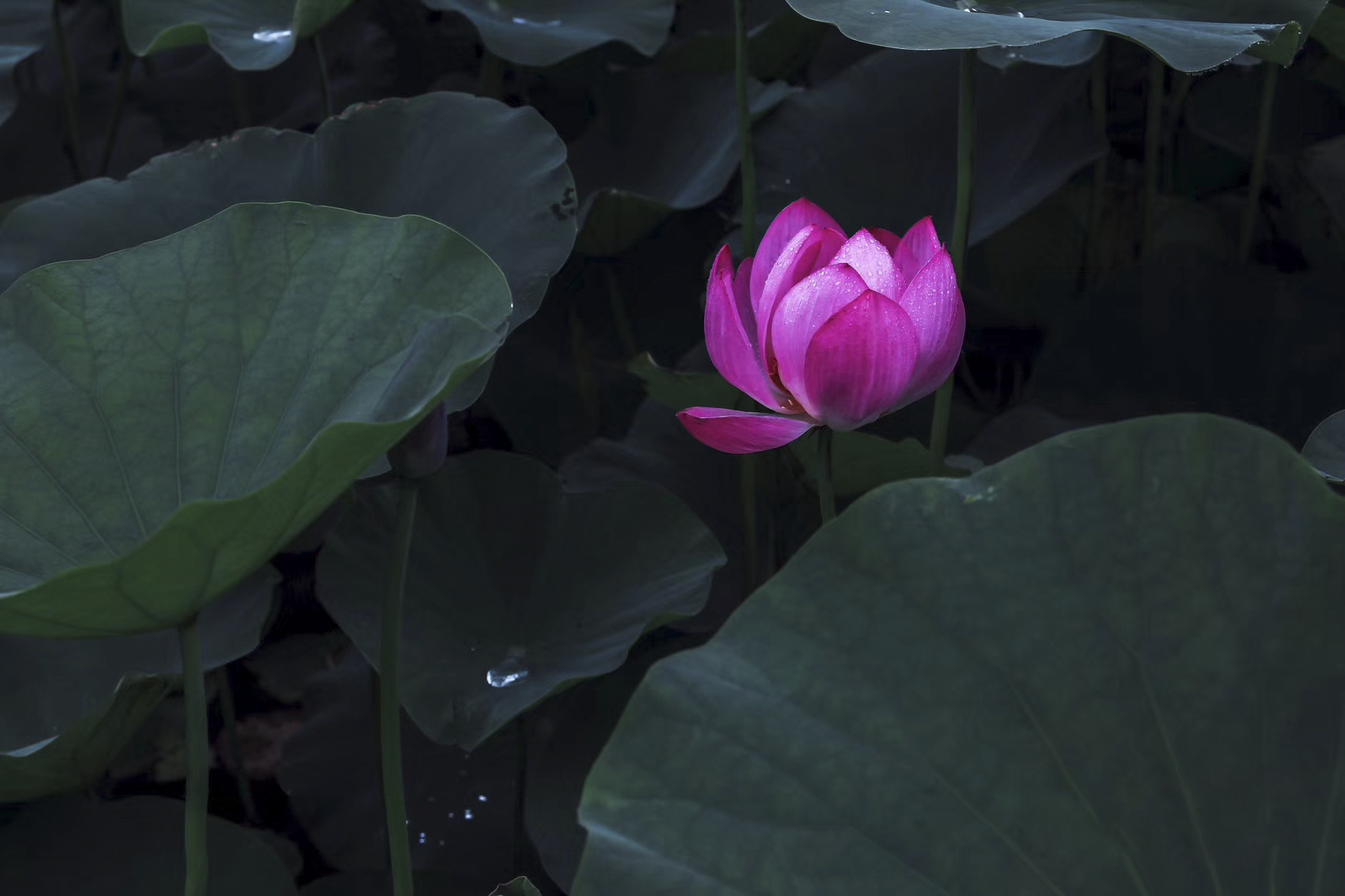 再见了我的爱人伤感篇,再见了我的爱人录音