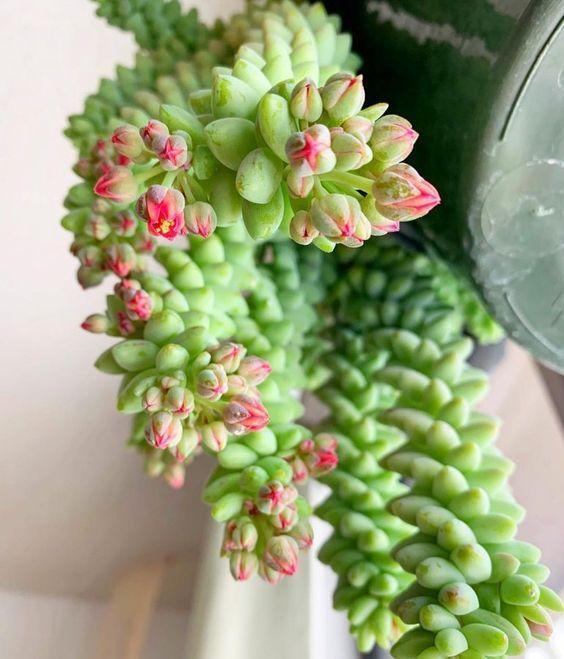 100种好看的多肉植物,50多种多肉品种大全