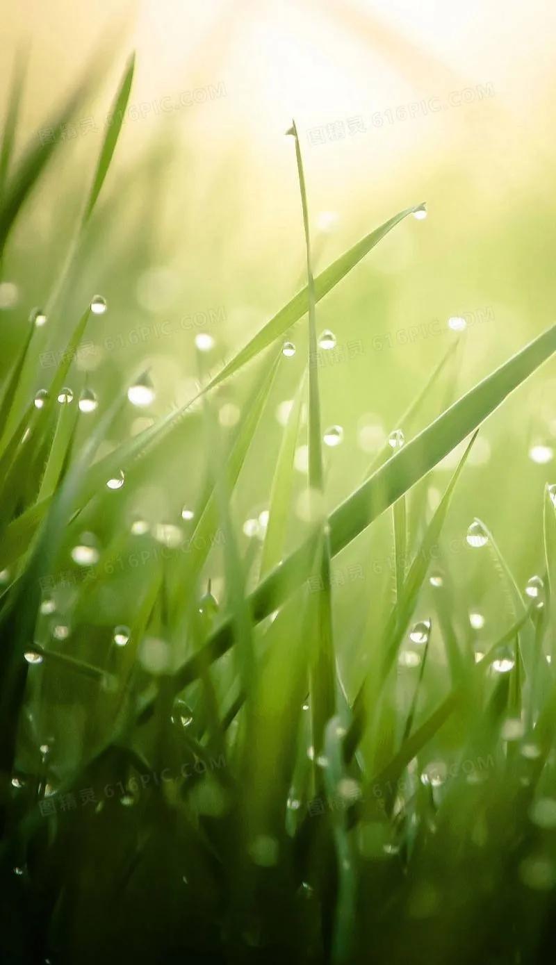 绿草茵茵壁纸,绿草壁纸