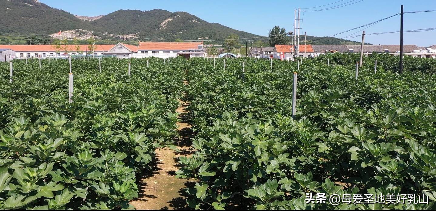 无花果产业化建设,种下无花果拓宽致富路