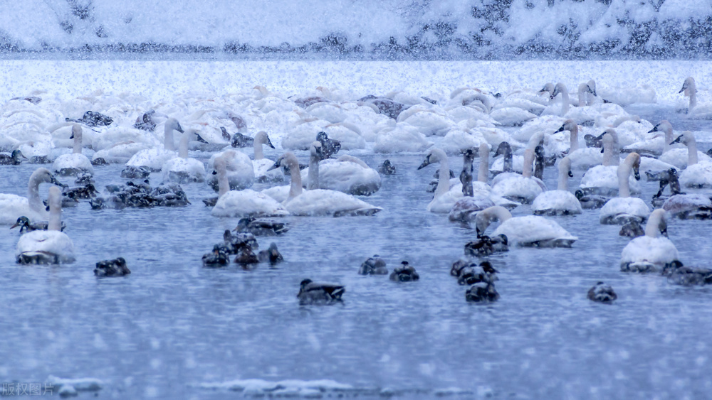 二十四节气之大雪歌曲原唱,二十四节气之大雪习俗有哪些