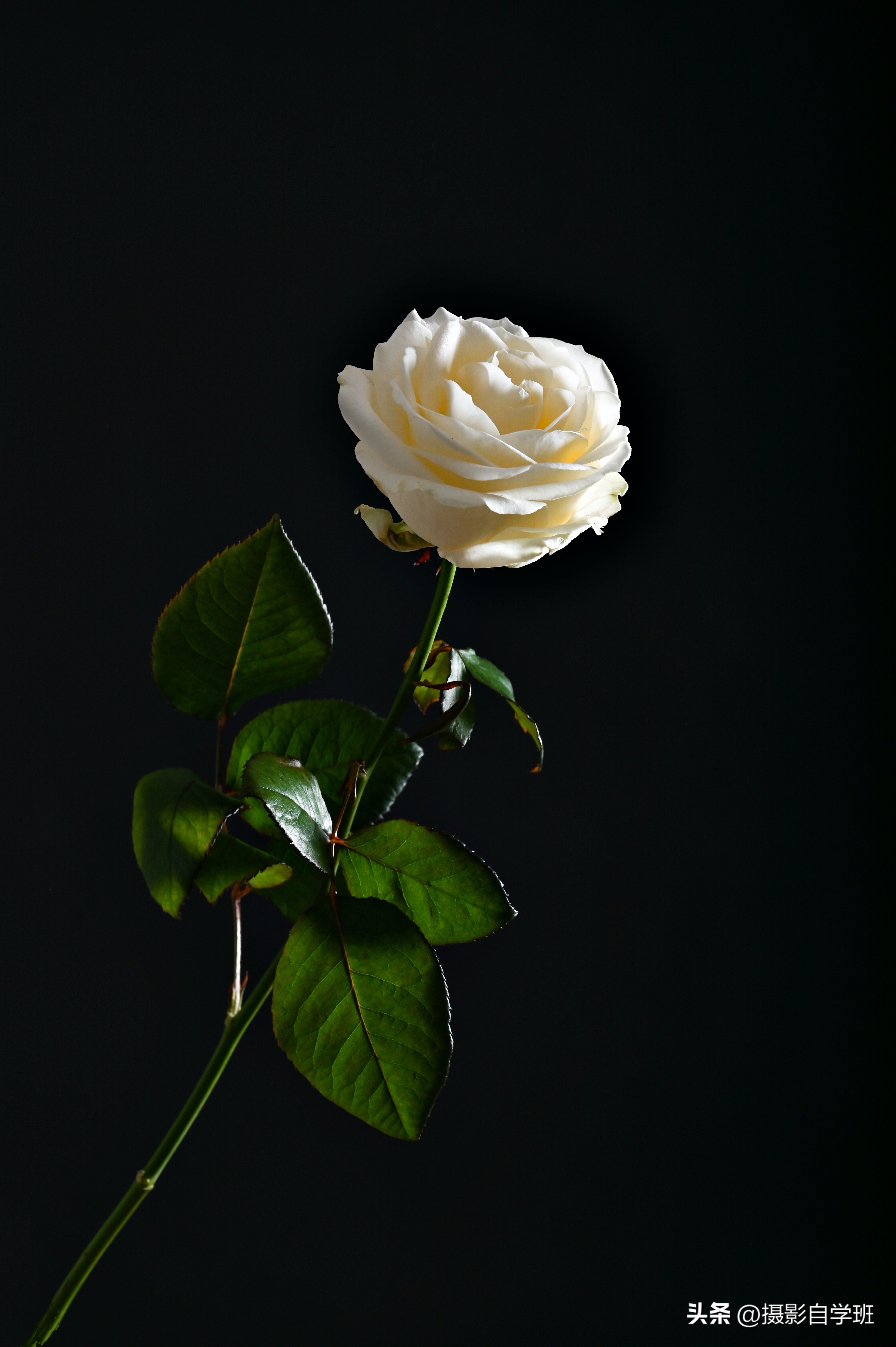 6月份月季什么情况打花苞,6月份的月季花