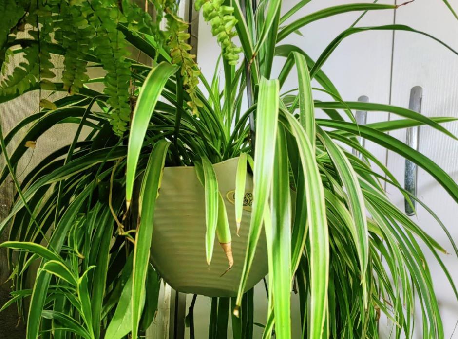 金边吊兰怎样养才能爆盆儿,怎么让金边吊兰快速长出小吊兰