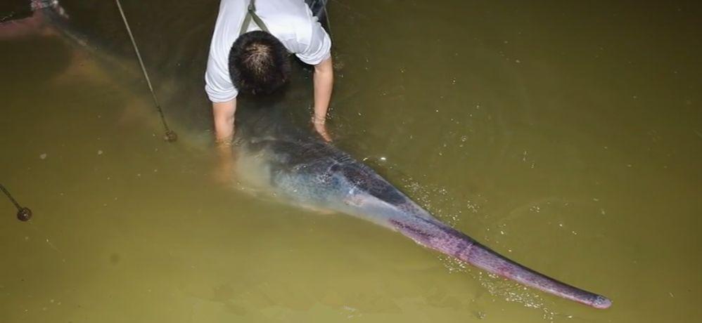 十年禁渔看长江鱼群物种更多样,长江禁渔仅两年就鱼群翻涌