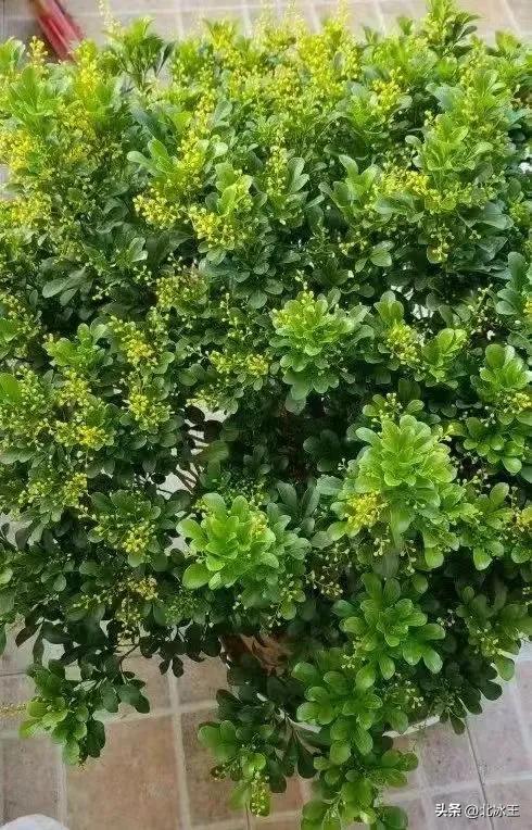 5度花草会冻死吗,5度以下不可露养的多肉