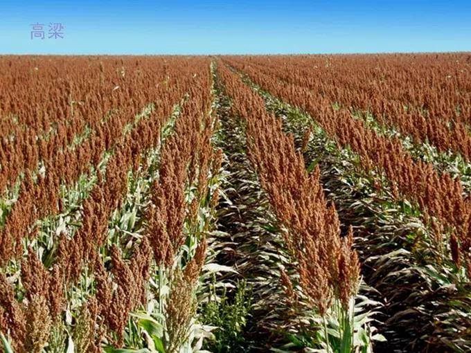 高粱种子图片大全,大片高粱成熟图片