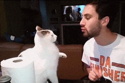 为什么想亲猫咪会用爪子把你推开,亲猫咪的时候为什么它会追你