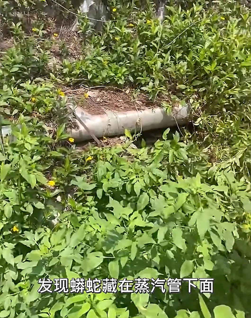 村民家中惊现200公斤重巨蟒,河里惊现500公斤重巨蟒