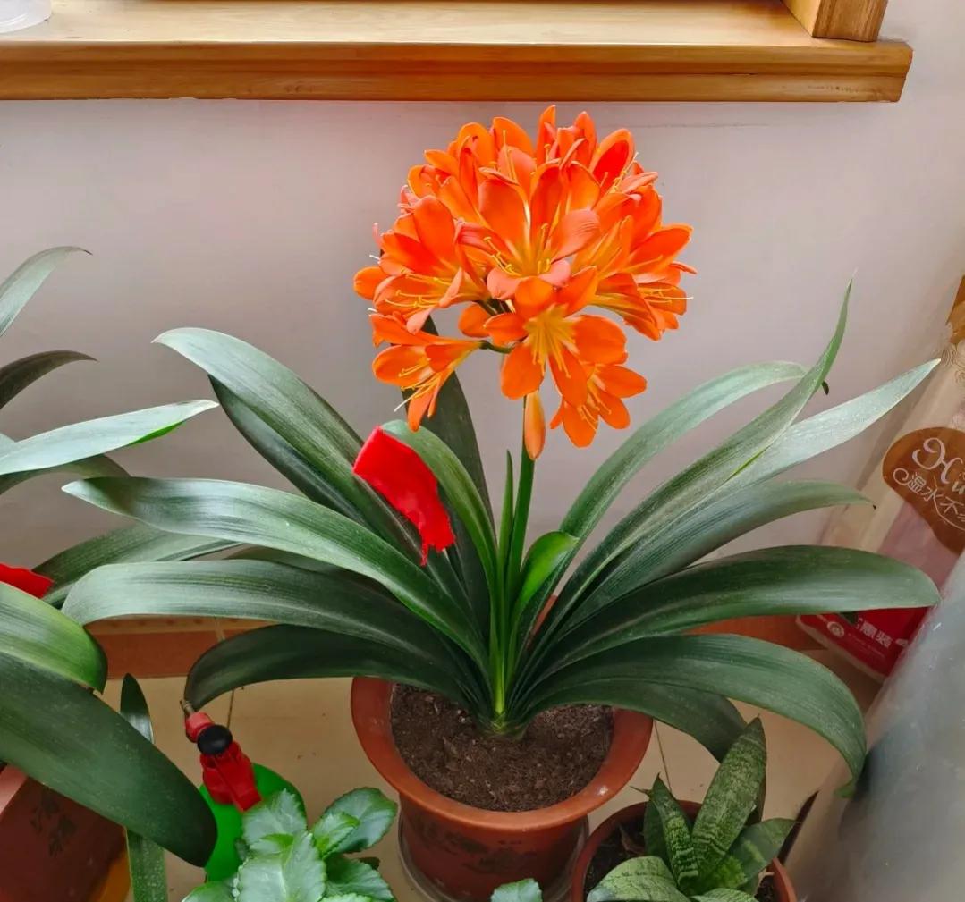 养了10年的君子兰今年终于开花了,养了好几年的君子兰终于要开花了