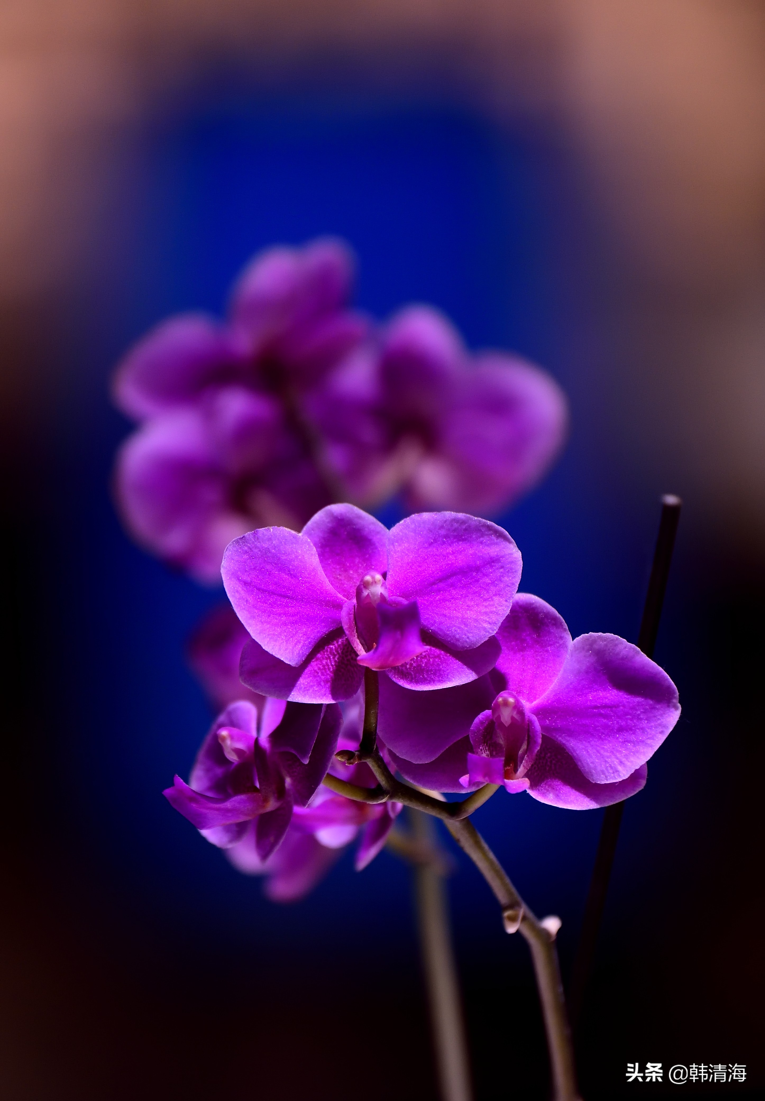 花香满屋真假自辩