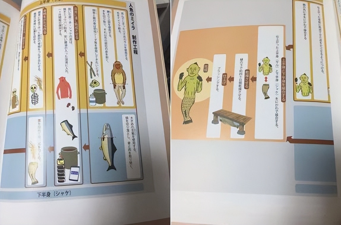 人鱼化石是真的吗,日本专家鉴定的文物