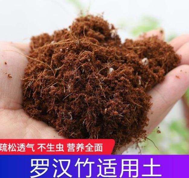 罗汉竹叶子黄了怎么补救,罗汉竹叶子干枯发黄怎么办