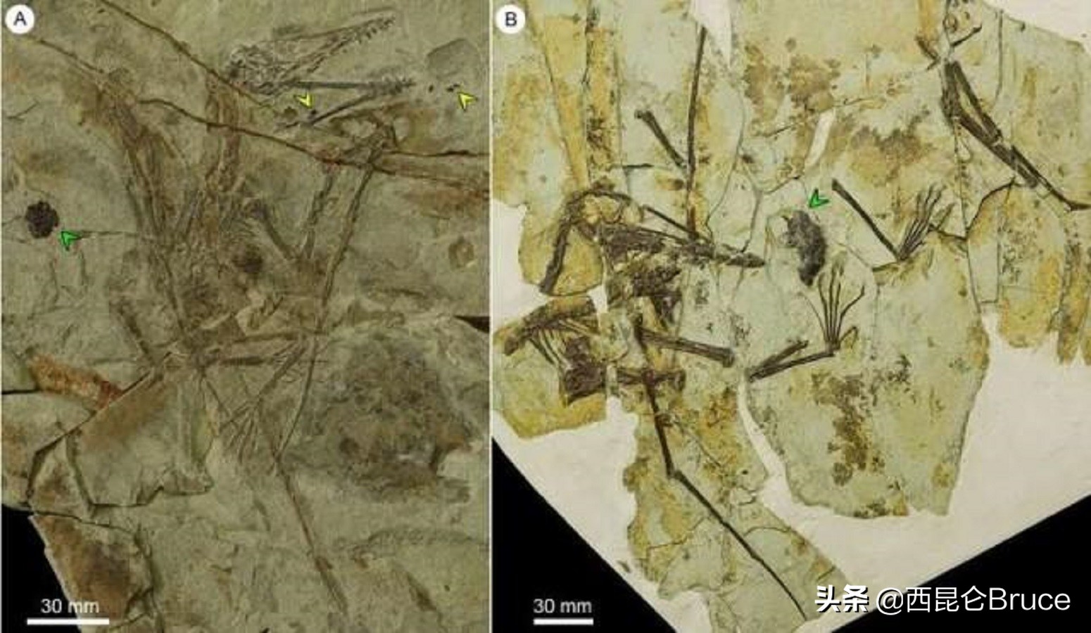 恐龙食物被发现！我国科学家证实翼龙食团的存在，网友：会涨价吗