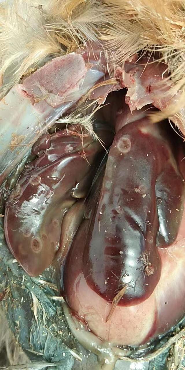 夏天养鸡常见的五类寄生虫病，你遇到过哪种？