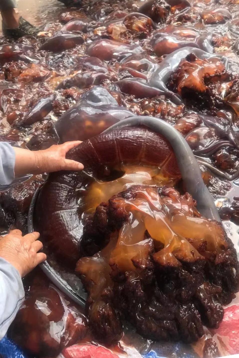 最“土味”的海鲜,这座山东小城吃得有多猛?