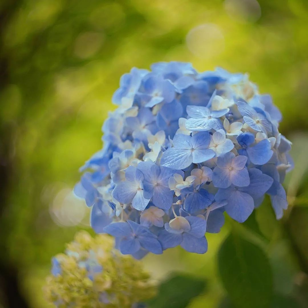 闀垮緱鍍忚冻鐞冧竴鏍风殑妞嶇墿,鍜岃冻鐞冩湁鍏崇殑妞嶇墿