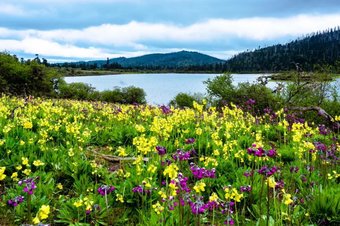 尼汝秘境,香格里拉尼汝村徒步环线图