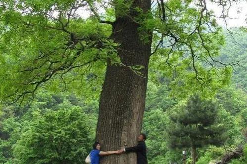 家乡的老槐树是我的乡愁,老槐树的思念