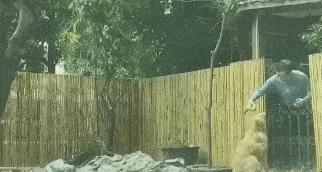 隔壁邻居偷了我家的狗,隔壁邻居偷我家狗