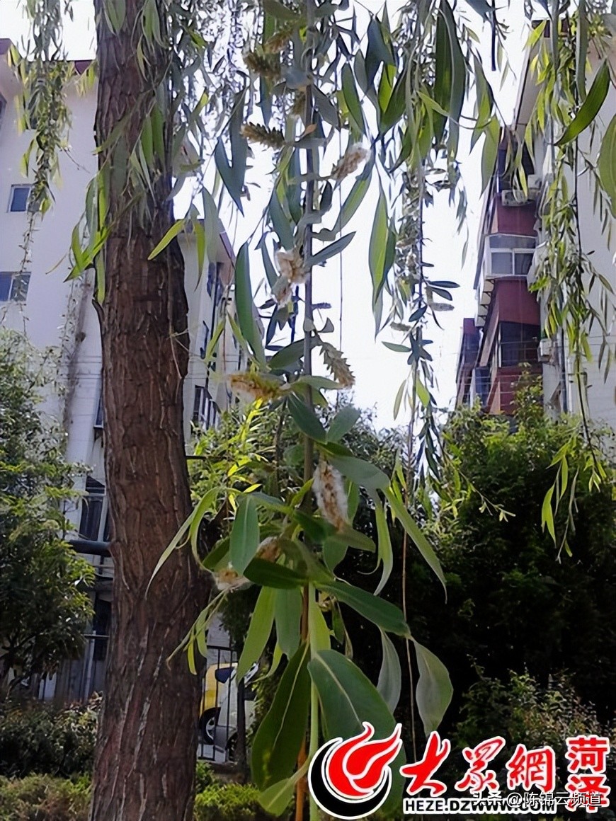 关于重阳节春节清明节的古诗,清明节积累关于传统节日的古诗词