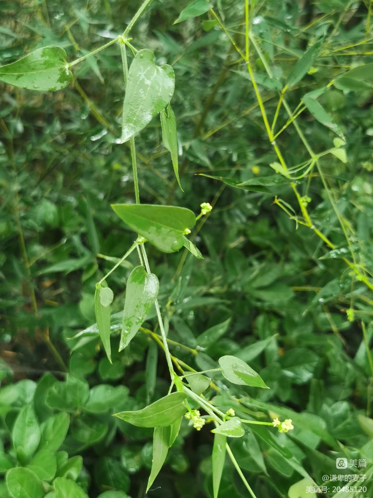 素雅芳香宜人的珍稀植物,让人念念不忘的芳香草本植物