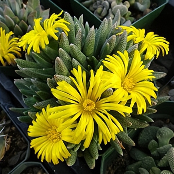 102个大类近500个多肉植物图片，都极其美丽，建议在家中也养一盆