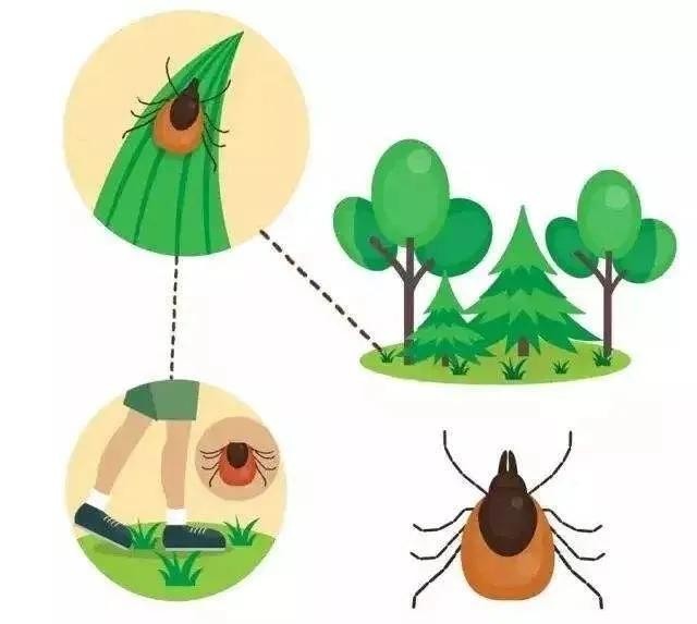 被毒虫咬后需谨慎,被毒虫咬后的有效处理