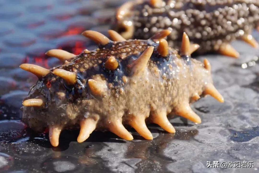 国内哪的海鲜最好吃,国内最适合吃海鲜的地方